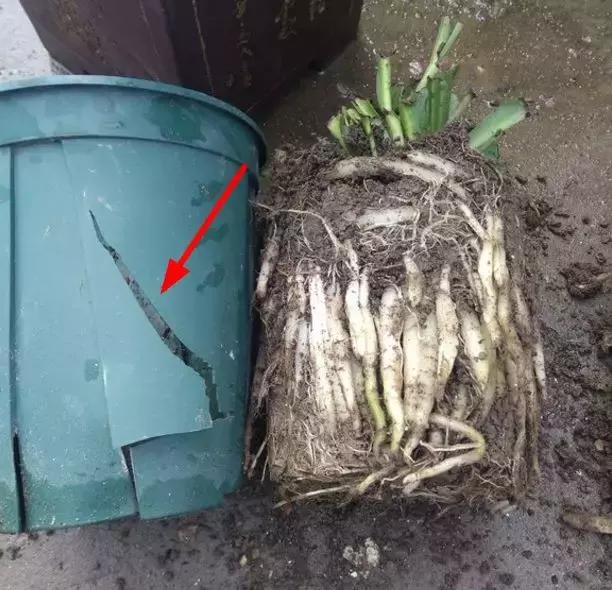 吊兰绿萝用什么土最好,绿萝吊兰盆栽多久施一次肥