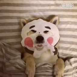 御泥坊和小迷糊面膜哪个好,御泥坊小迷糊面膜怎么样