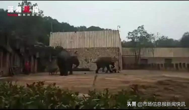 长沙一头大象踩死驯兽员官方回应,长沙动物园驯兽师被大象踩死了