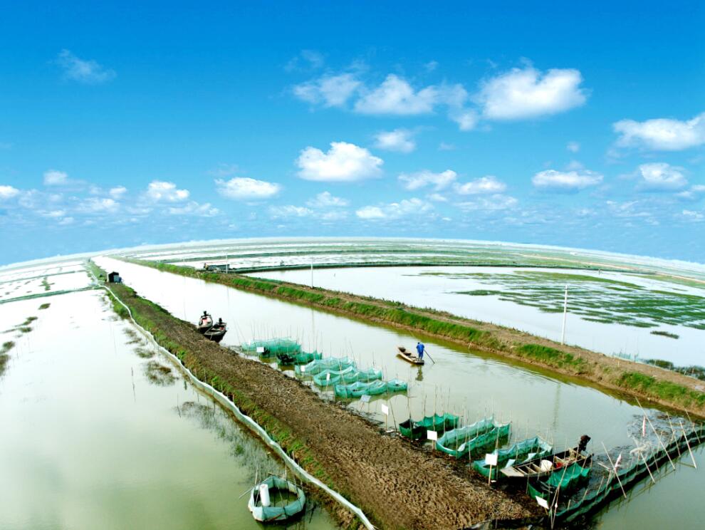 湖北洪湖蟹,洪湖市第一大镇