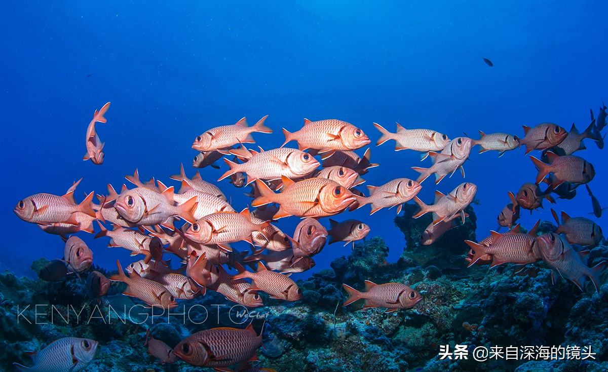 水下拍摄都用什么,水下摄影一般都用什么相机