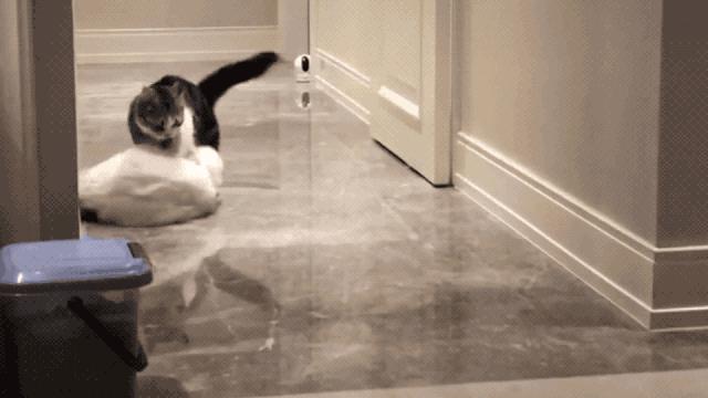 布偶猫在猫界的智商排行,世界第一公认仙女猫布偶猫