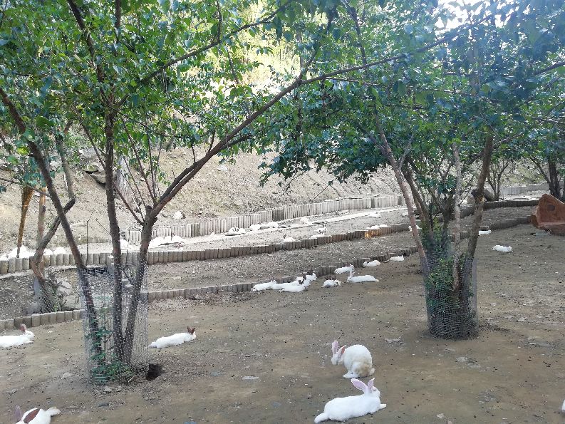 洛阳栾川竹海野生动物园值得去吗,洛阳栾川竹海野生动物园都有什么