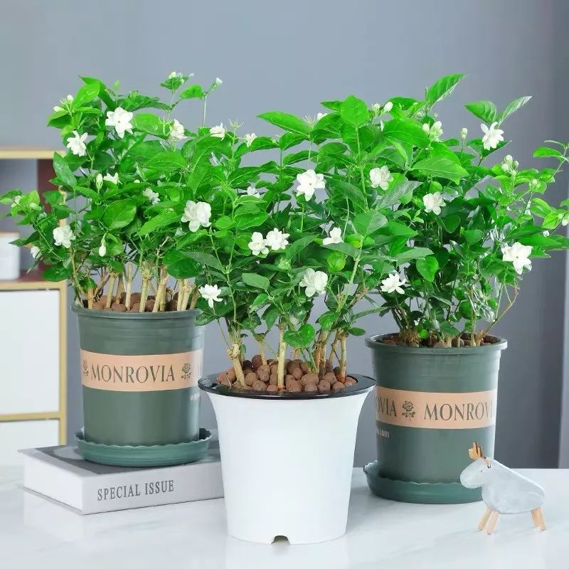 养花公认最美4种花满屋飘香,公认最好养的五种花