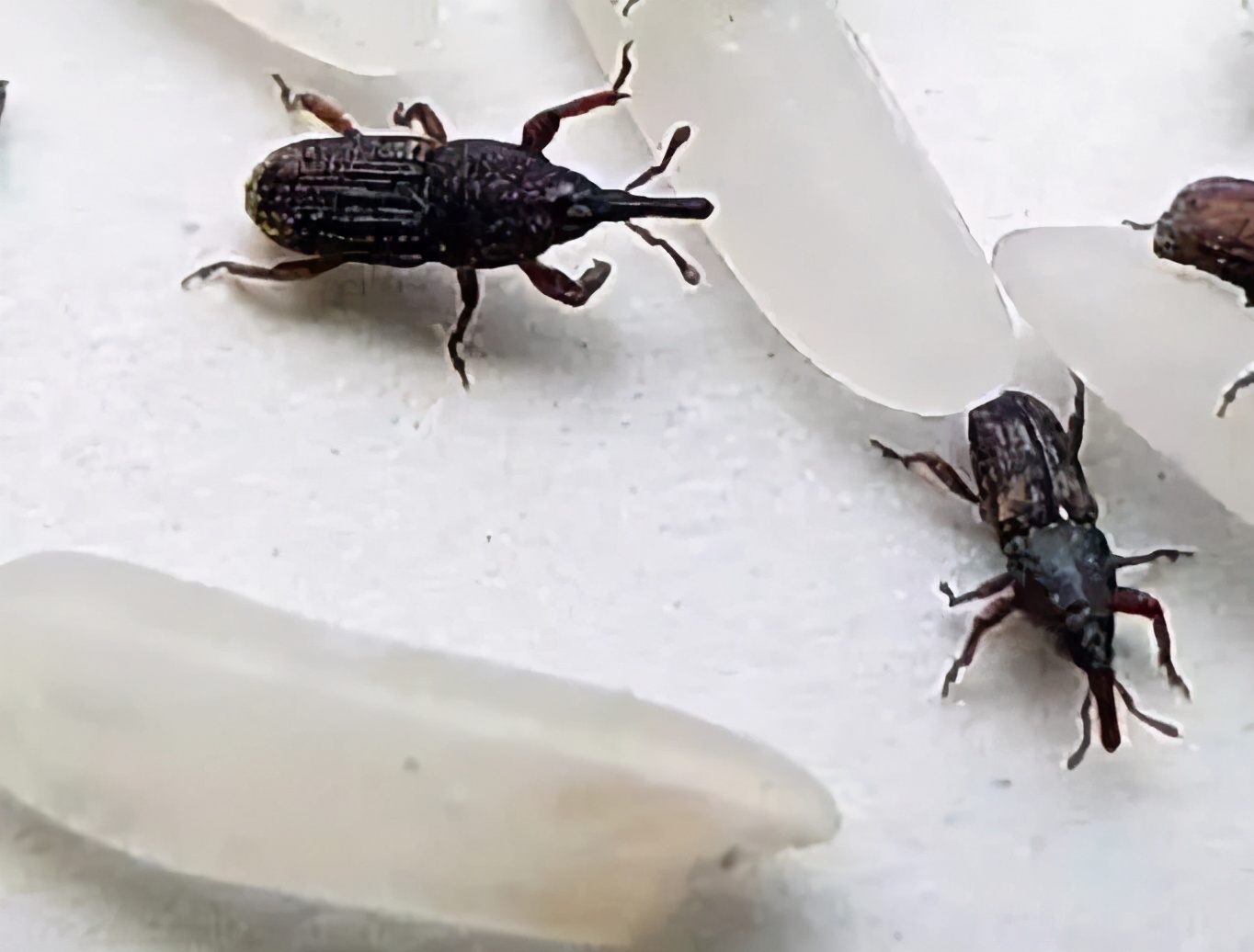 米生虫里面有虫卵,米饭上的虫卵长什么样子