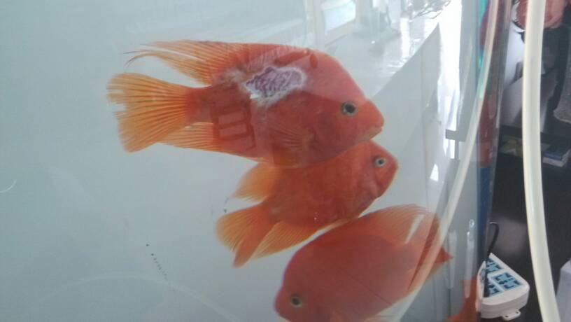 观赏鱼撞缸蹭缸怎么办？