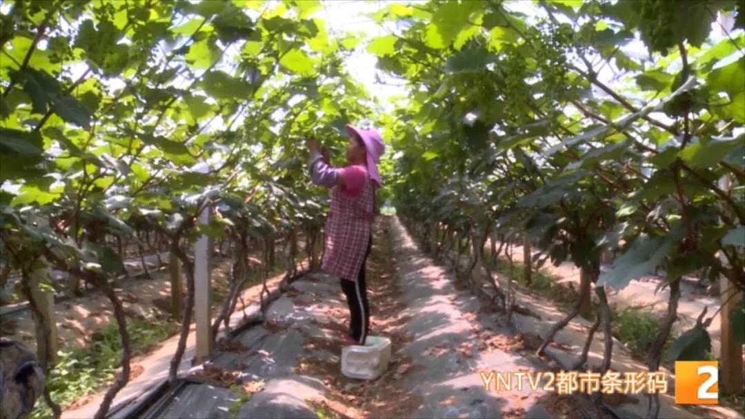 “去了两个月,差不多赚了3万块…”,揣着葡萄修剪技术,她们走南闯北、挣钱致富
