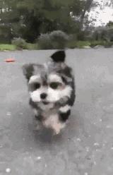 搞笑动图gif图片,搞笑动图gif图片合集