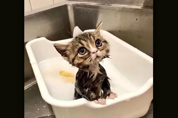 猫咪又拉又吐是什么情况,猫咪吐白色粘液和泡沫是不是猫瘟