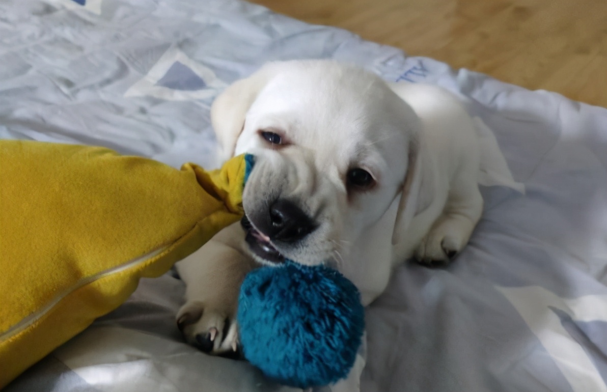 拉布拉多小技巧,拉布拉多太过活跃怎么训练