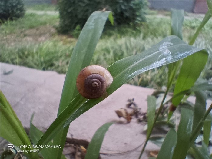 realme真我v5是5g手机吗,realme真我v5是不是全面屏