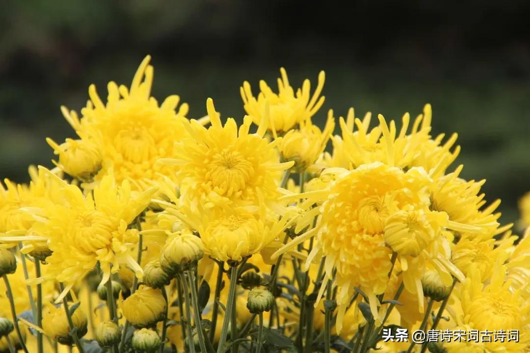 12个月12首诗词极致之美,12个月对应的诗句