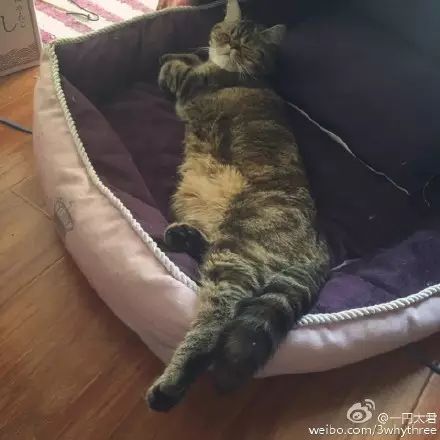 冲动下养猫，你和你的猫现在是怎样的生活？
