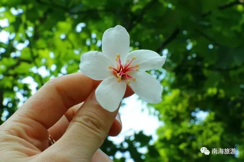 南海惊现“四月雪花”，漫山遍野桐油花开，美呆了！