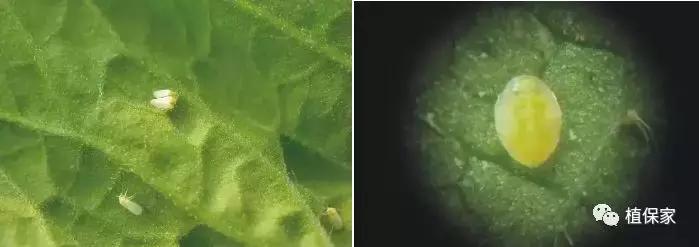 大棚草莓常见病虫害防治方法,南京地区草莓病虫害防治的现状