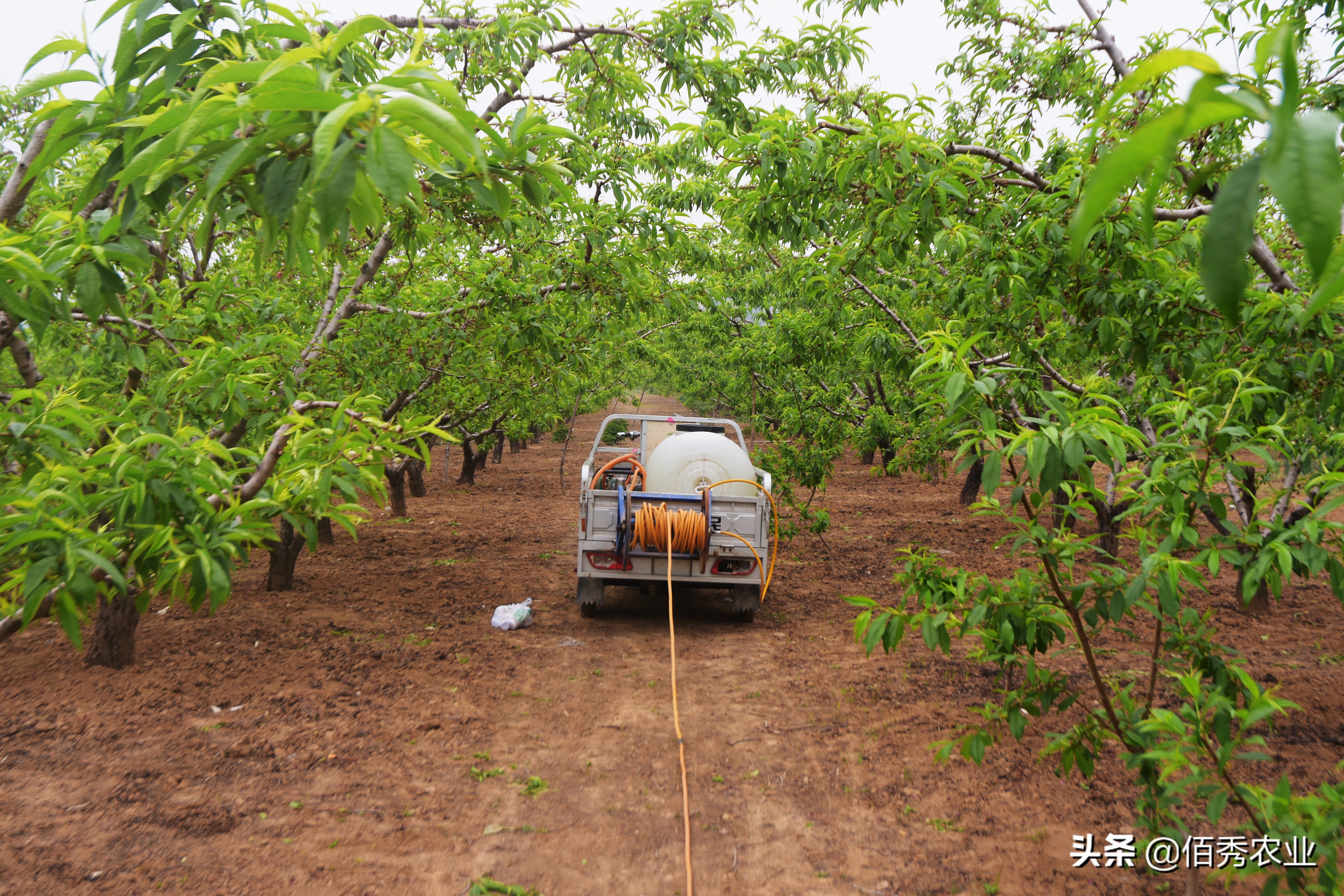 果园除草用什么除草剂最安全最好,现在果园用什么除草剂效果最好