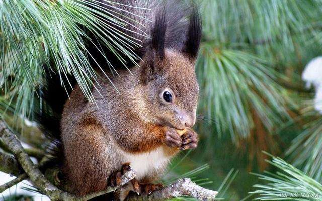 养了一只魔王松鼠的视频,养一只魔王松鼠