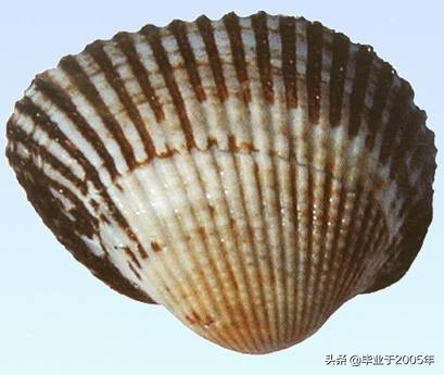 大连常见的海鲜美食都有哪些,大连海鲜吃货大全