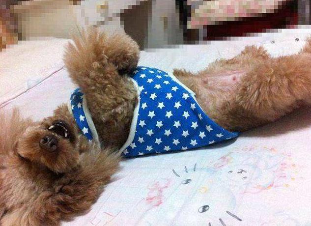 泰迪犬讨厌你的时候还会说话吗,泰迪撒娇方式