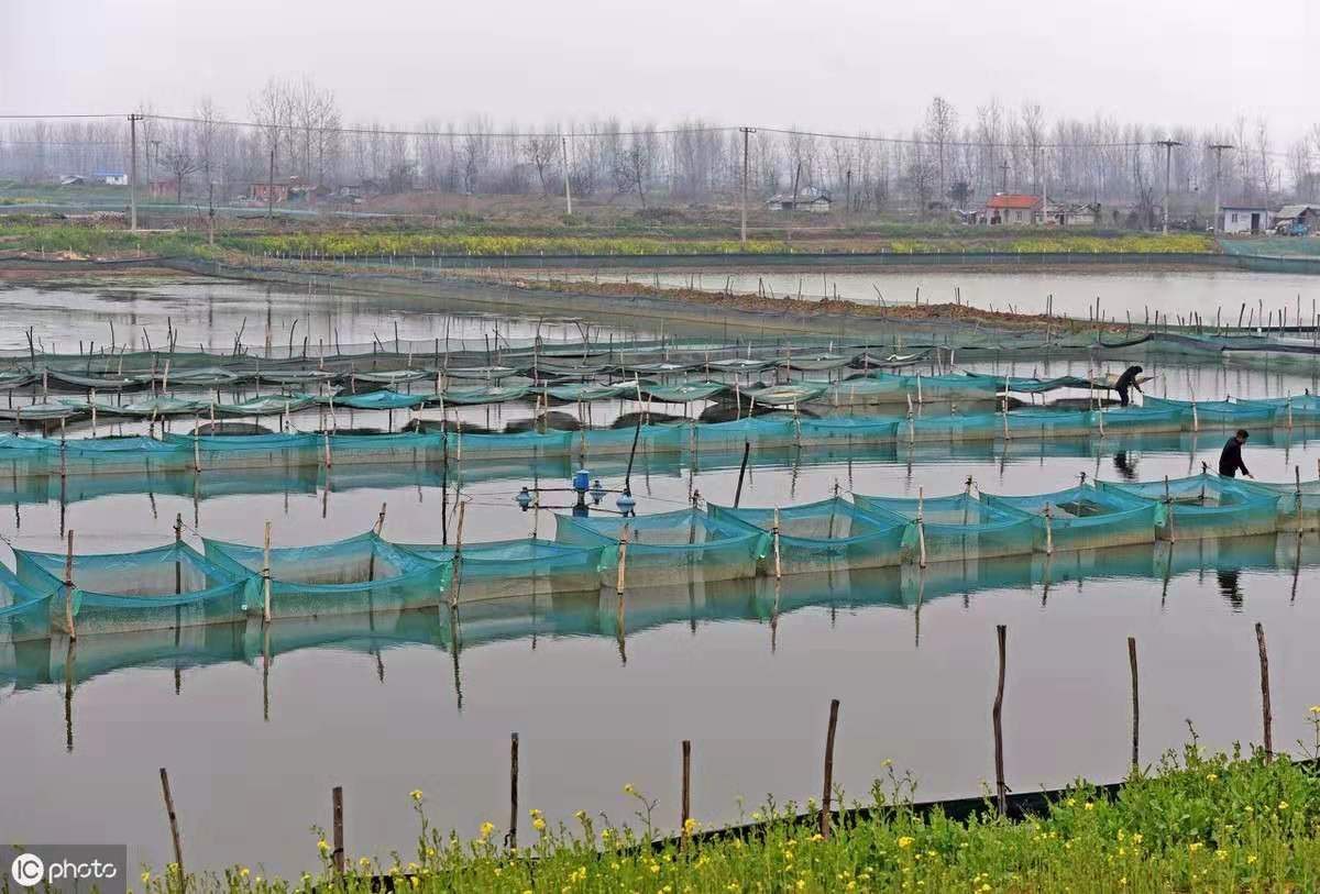 养殖河蟹的条件和方法是什么,正确放苗是河蟹养殖成功的第一步