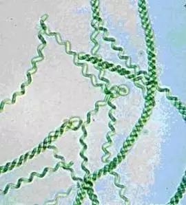 鱼类水产养殖需要哪些藻类,水产养殖显微镜下各种藻类