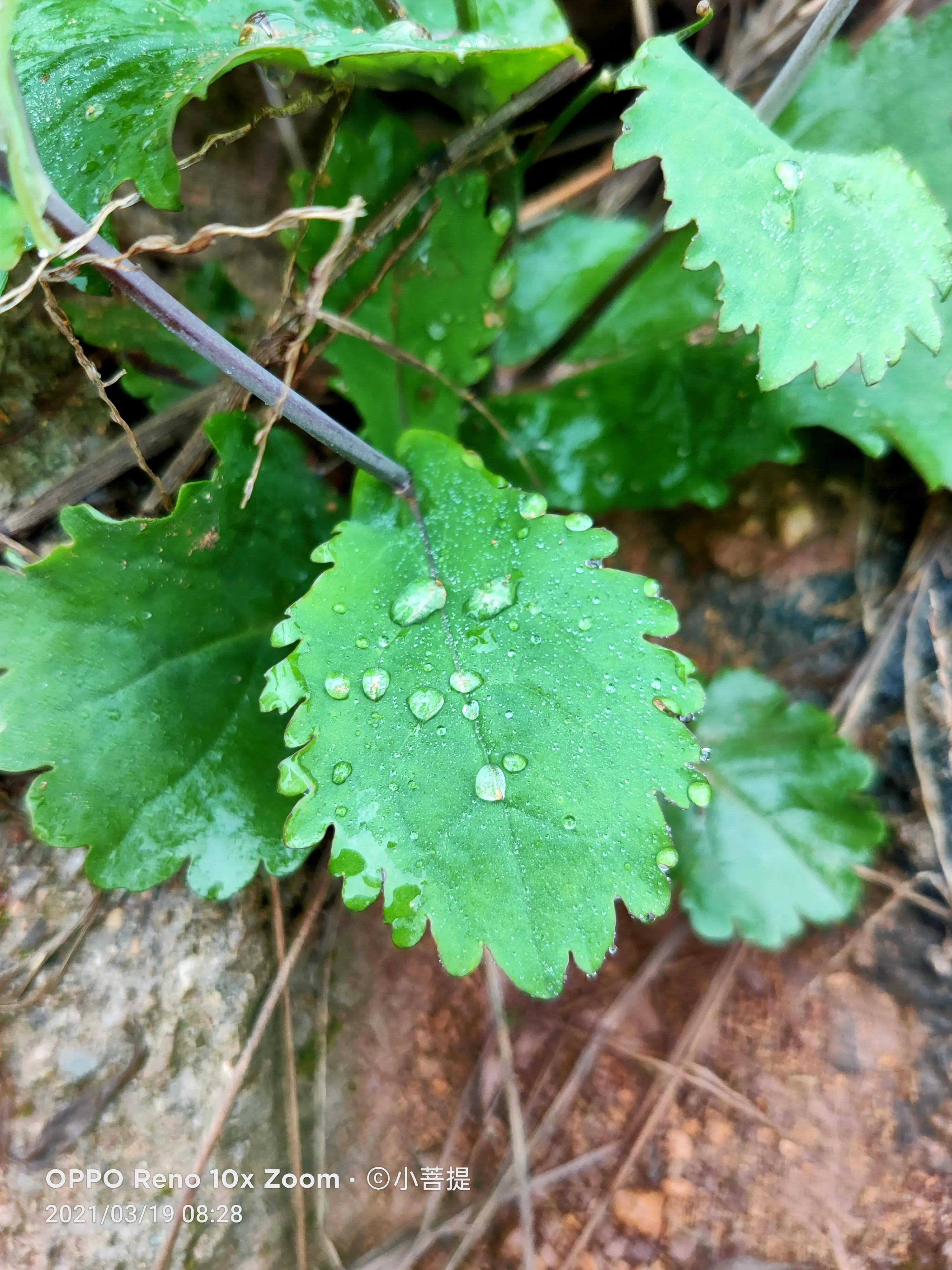 这种植物为成就蜀国屡次北伐功不可没