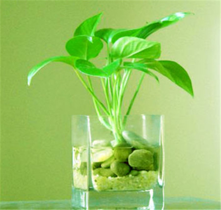 绿萝的养殖方法水培可以放牛奶吗,绿萝的养殖方法文案