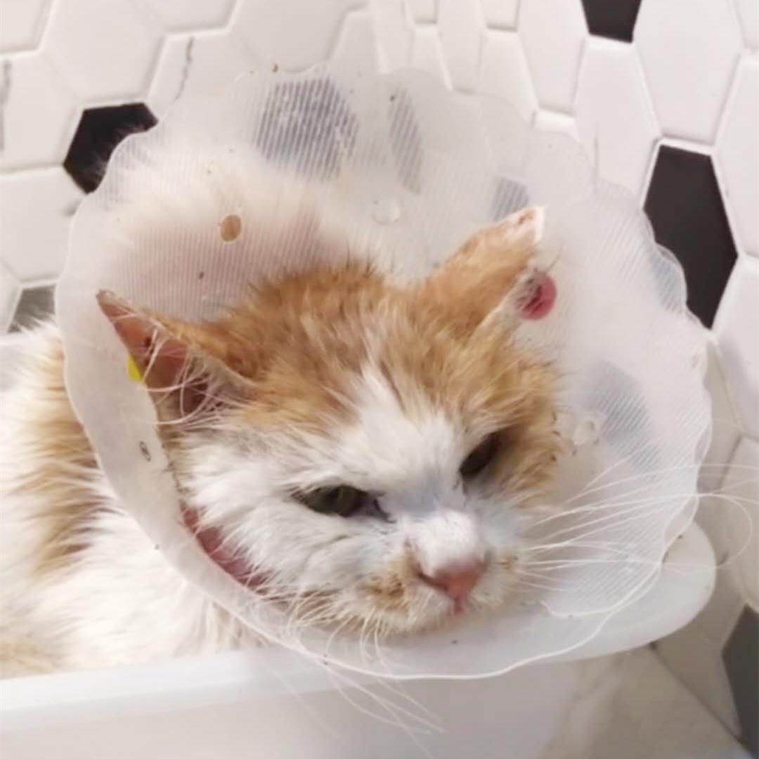 猫咪脂肪肝黄疸的真实经历,猫咪脂肪肝在家治疗方法