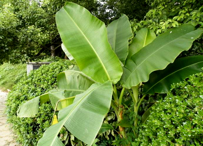 山石荦确行径微黄昏到寺蝙蝠飞,山石荦确行径微什么意思