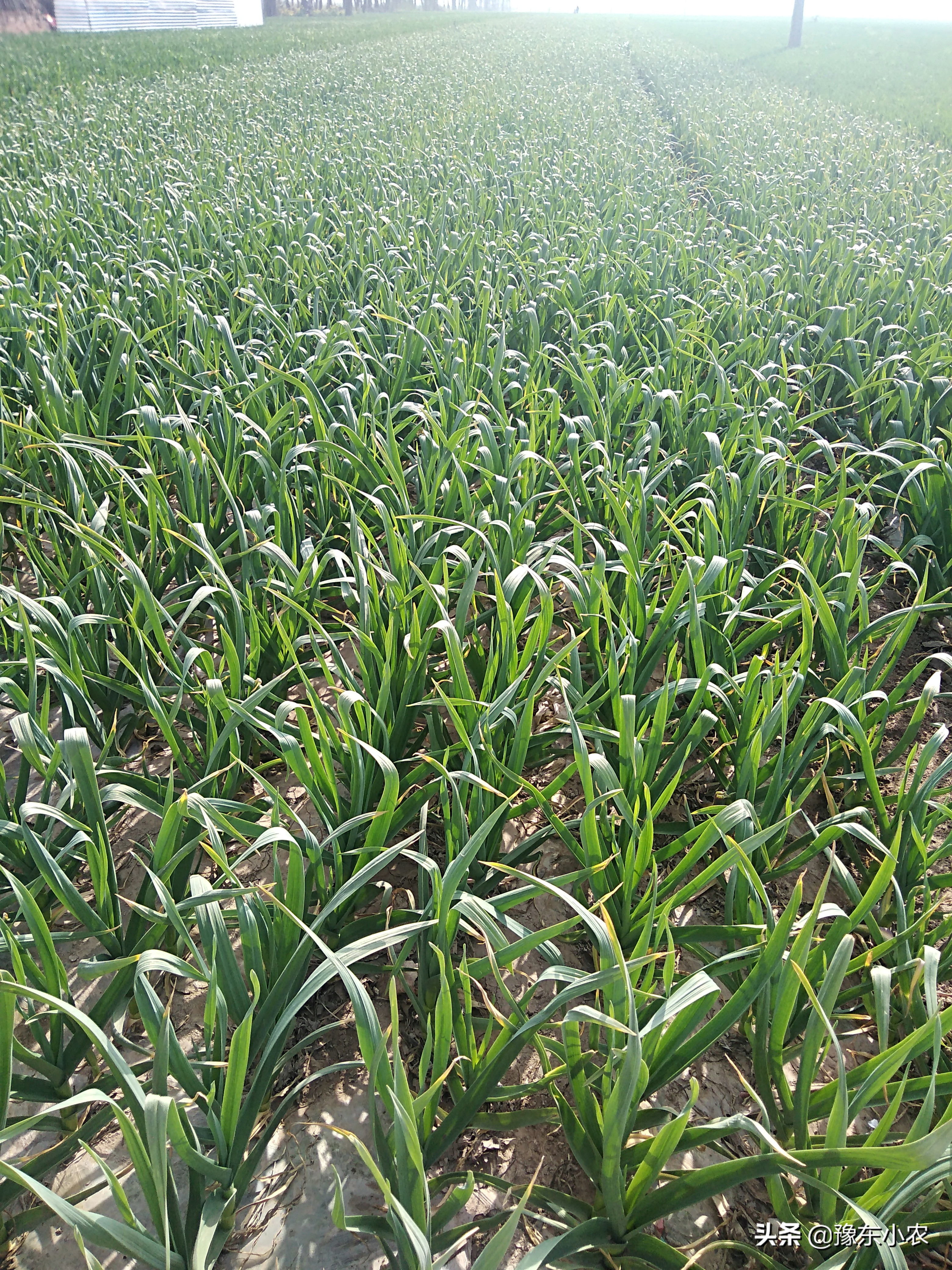 大蒜浇返青水用什么肥好,浇完水肥为什么叶子会黄