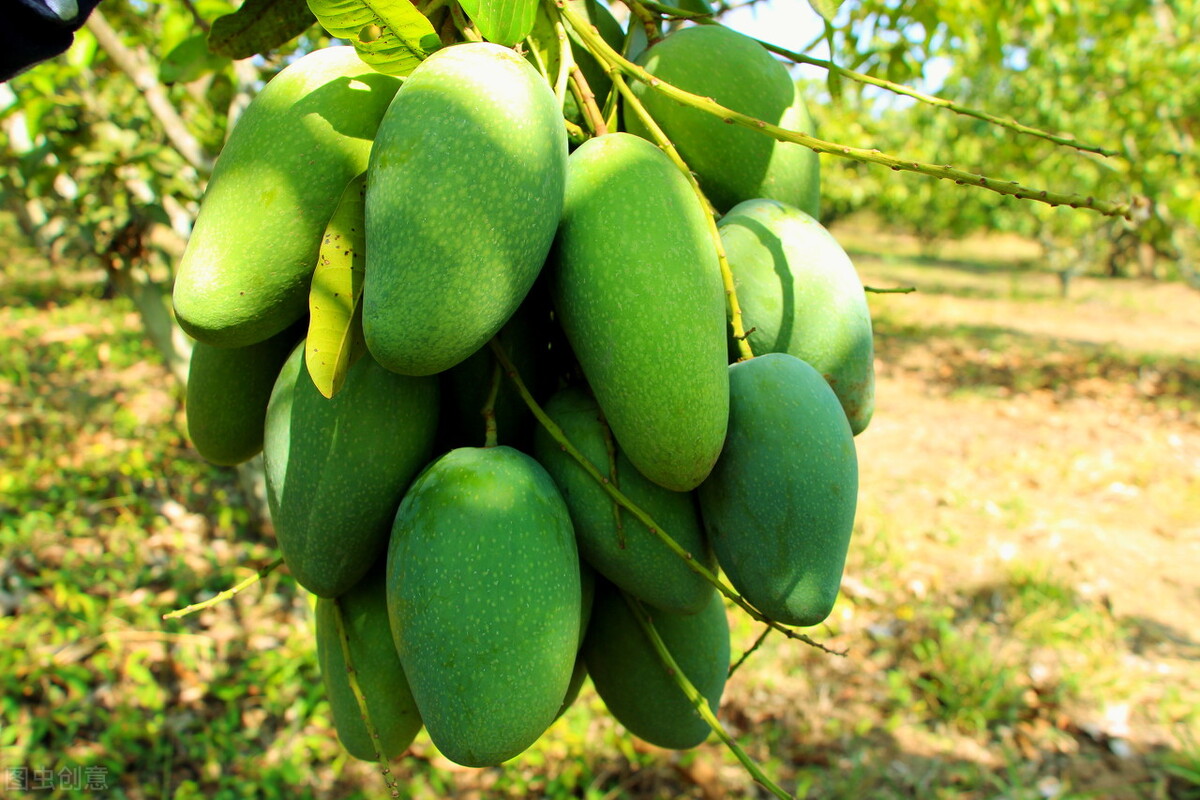 芒果选哪个才能最新鲜,目前哪种芒果最畅销