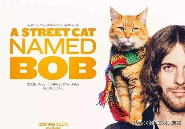 铲屎官必看的9部猫咪电影,铲屎官喵星人
