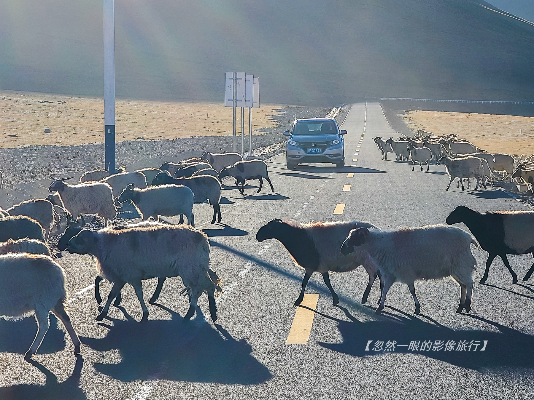 阿里无人区野狼出没,阿里无人区狐狸