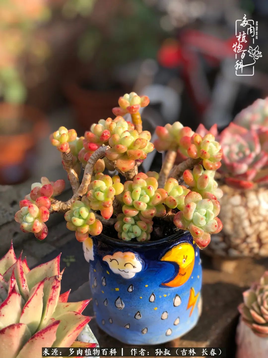 与多肉一起成长,与多肉相伴