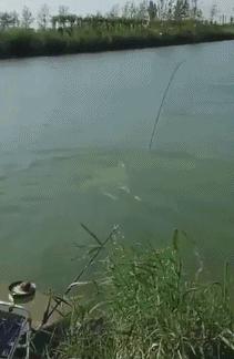 扇贝背后的惊天秘密,让我们一起探索扇贝的秘密