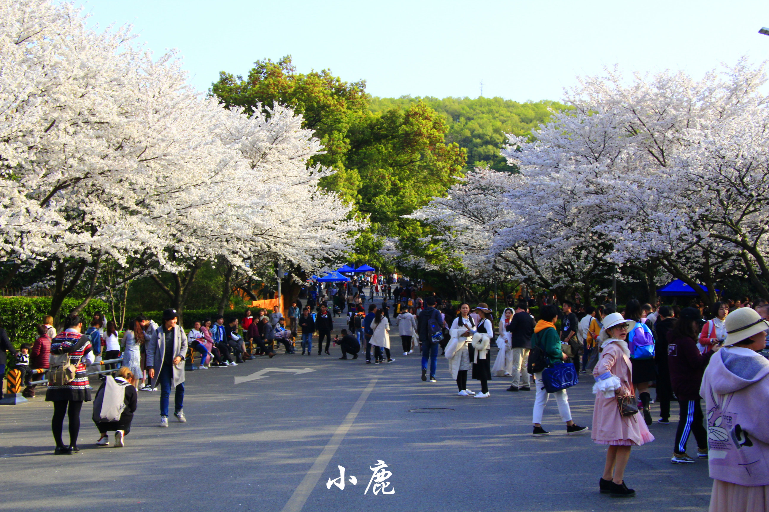 武汉周边赏花踏青好去处,武汉赏樱花旅游攻略