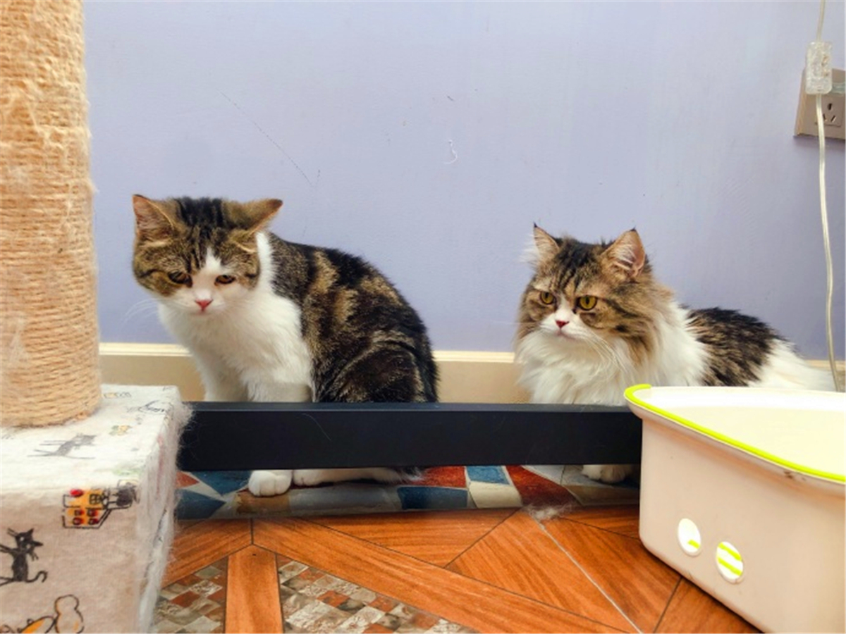 这些名贵的中华田园猫你都知道吗,田园猫哪个品种最稀少