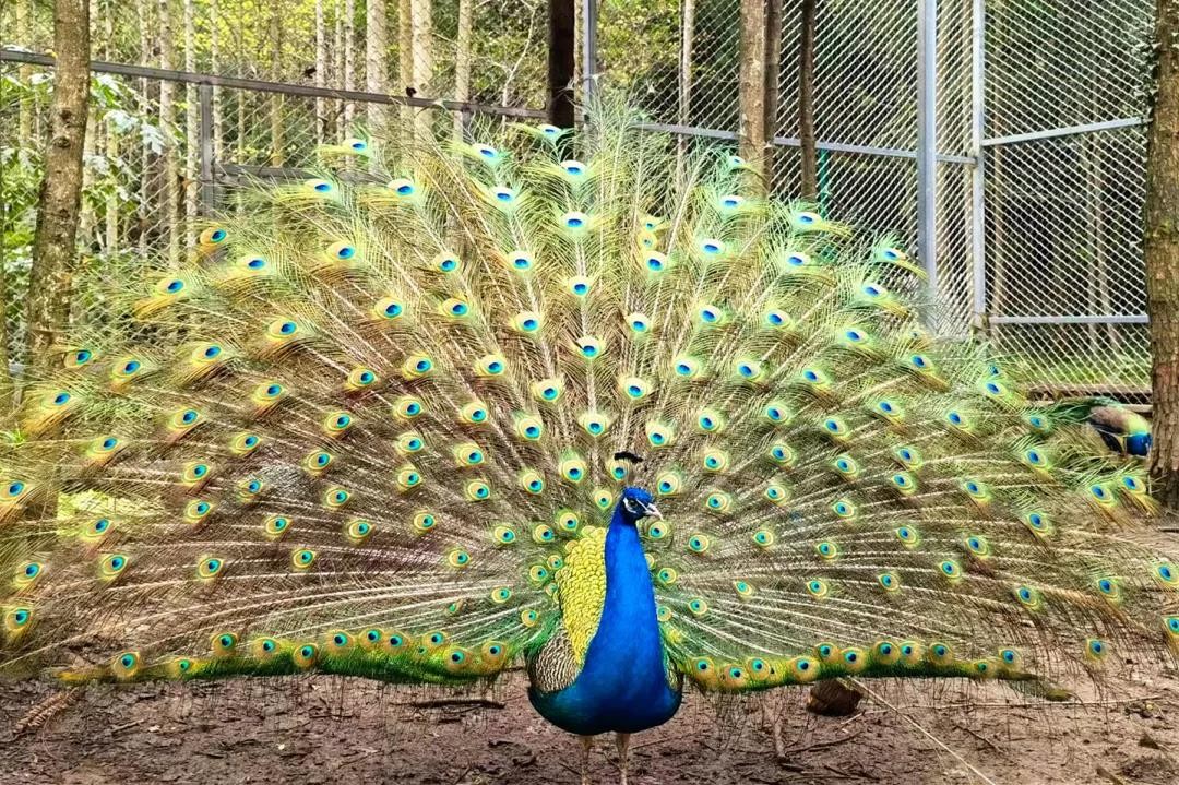 收获趣爽夏日！养生谷第二届蓝莓采摘节完美落幕，避暑嗨玩就在养生谷