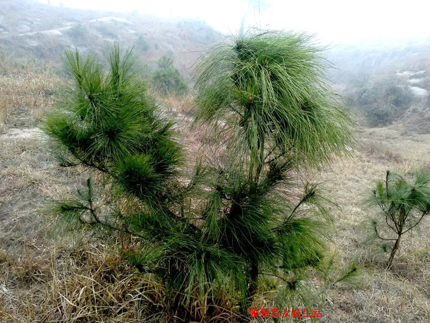 一个叫木头一个叫马尾民谣现场,一个叫木头一个叫马尾有什么含义