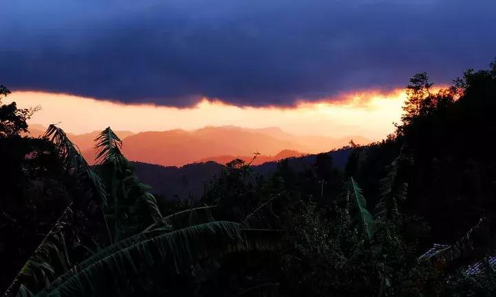 谁才是真正的皇家贡茶,皇家贡茶有多厉害