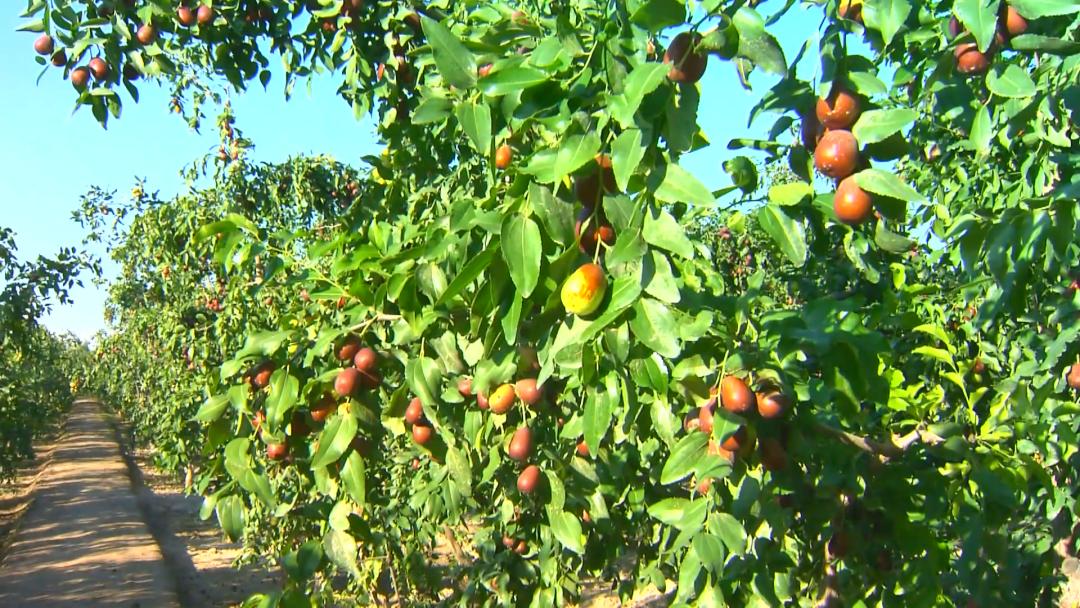 红枣一二三产业融合发展的现状,把红枣产业发展摆上重要议事日程