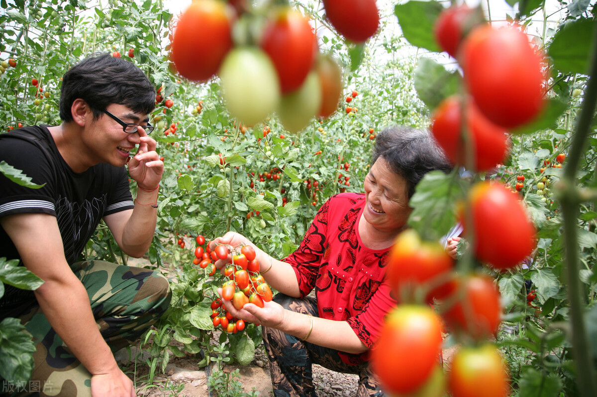 种植为什么使用温室大棚?温室大棚种植有哪些优点