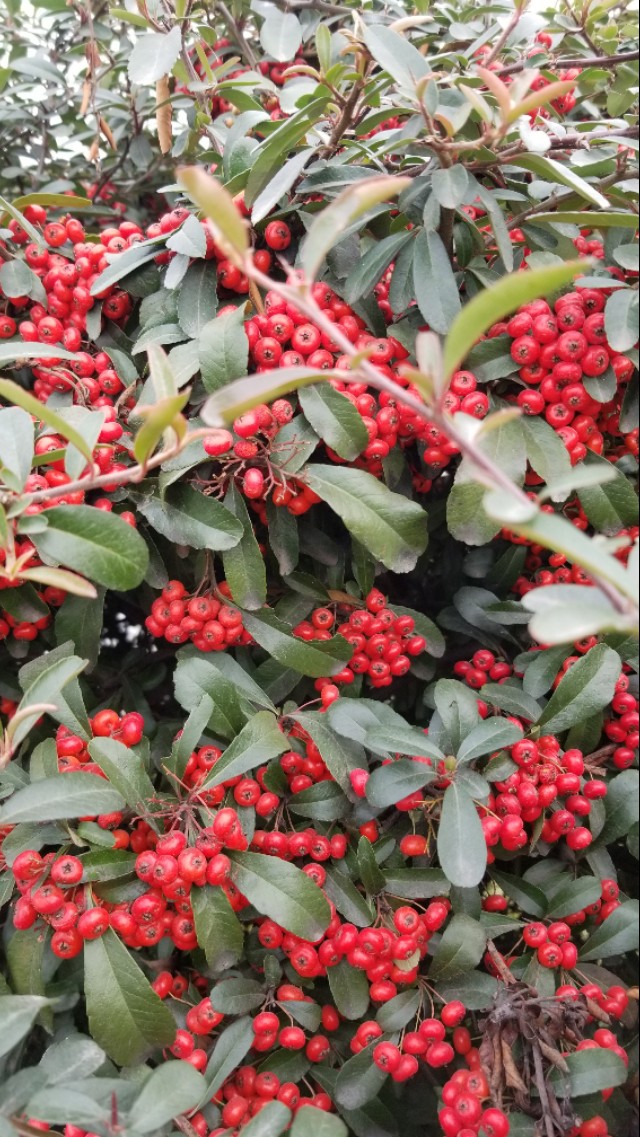 火棘俗称什么名字,火棘又叫什么名字