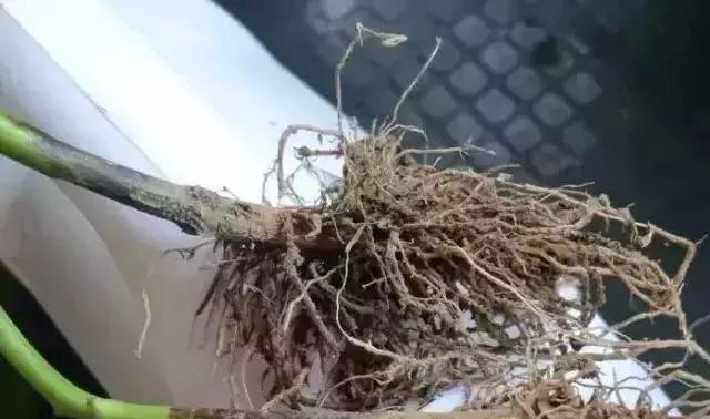 烂脖子怎么治疗最有效,烂脖子病和茎基腐病一样吗