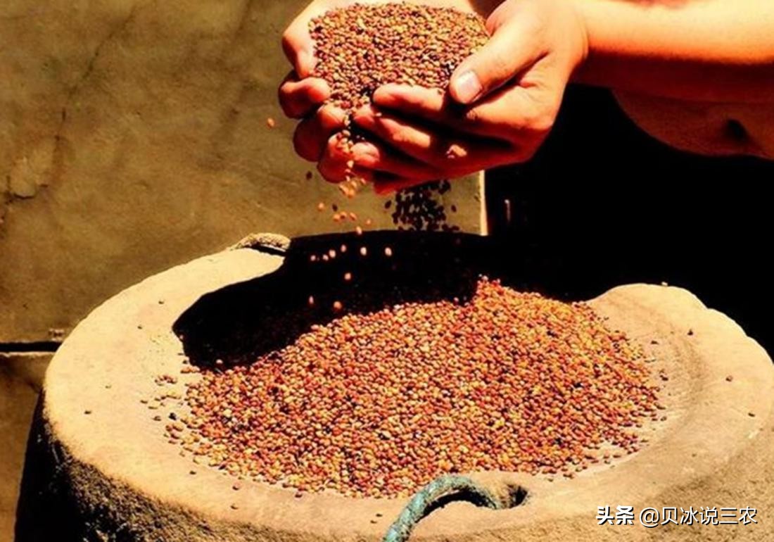 高粱的种植技术与方法,高粱种植条件有什么要求