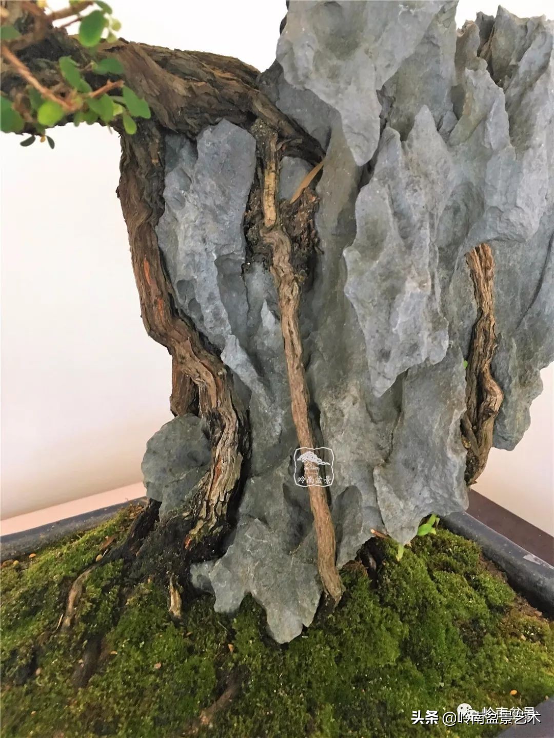 杂木盆景也毫不逊色,杂木盆景值钱吗