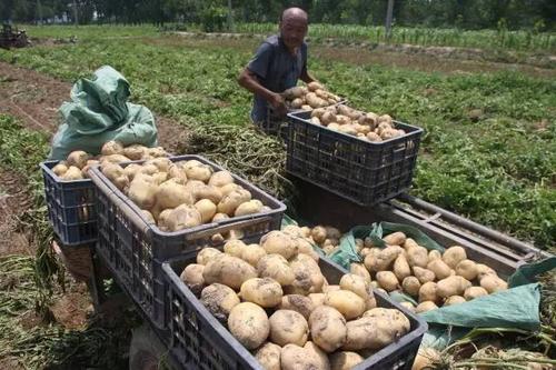 土豆滞销价格表,今年土豆为什么价这么低