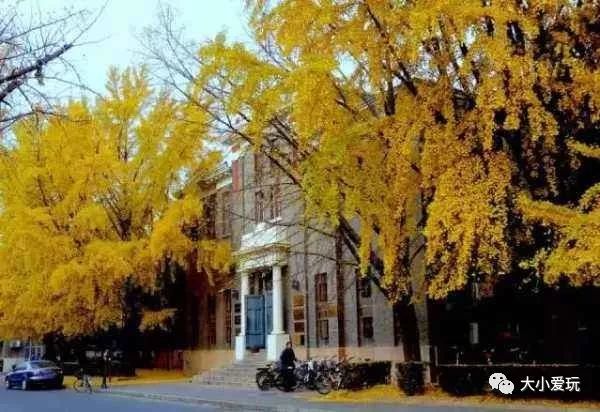 银杏北京打卡地,北京十大银杏观赏地图