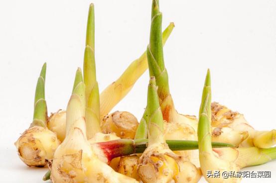 阳台种植生姜什么时候比较合适,阳台种生姜谨记3要点