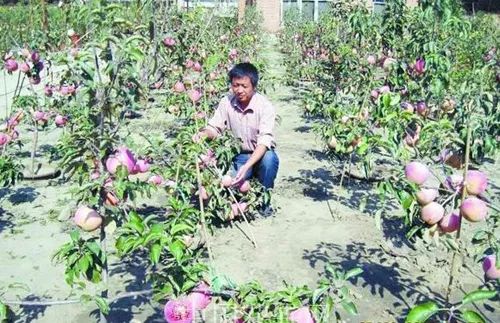 农村10个无需本钱的创业项目咨询,小本创业好点子